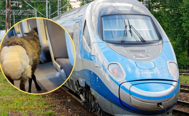Niecodzienny pasażer w Pendolino. Owca w pampersie wzbudziła sensację