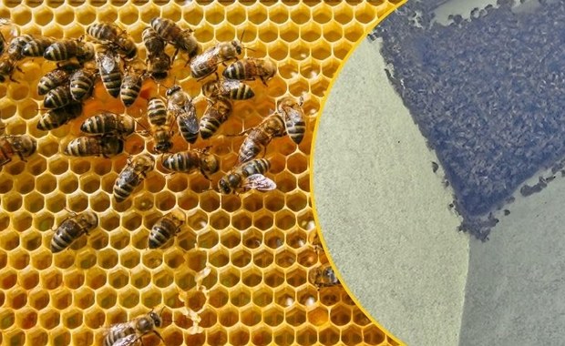 Niecodzienny widok w Krakowie. Rój pszczół pod dachem domu - jak postępować?
