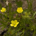 Niecodzienny widok w Tatrach. Zakwitły mimo nadchodzącej zimy