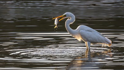 Niedaleko Giżycka wykluwają się młode czaple
