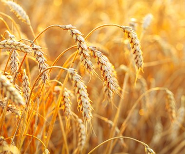 Niedobory pszenicy: Świat liczy na Argentynę. Pojawiły się jednak problemy