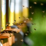 Niedoceniania rola pszczół. Dzięki nim wszyscy mamy jedzenie