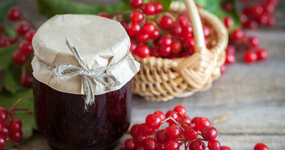 Niedoceniany owoc z polskich lasów. Kalina koralowa odmładza, zbija cukier, cholesterol i ciśnienie / fot. Canva /