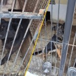 ​"Niedocieplona buda, zamarznięta woda w misce". Protest przed schroniskiem dla zwierząt na Mazowszu