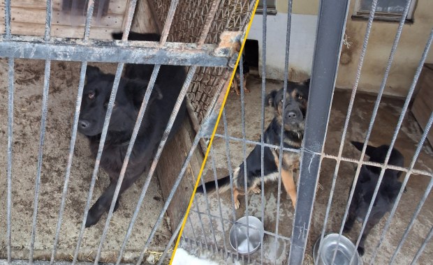 ​"Niedocieplona buda, zamarznięta woda w misce". Protest przed schroniskiem dla zwierząt na Mazowszu