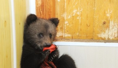 Niedźwiadek oddany do schroniska