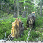 Niedźwiadek sfotografowany w Gorcach 