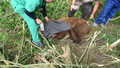 Niedźwiadek uwięziony w sidłach. Weterynarze przybyli w porę
