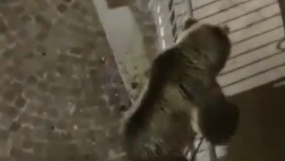 Niedźwiedź-akrobata. Wspinał się po balkonach domu miasteczka w Trydencie
