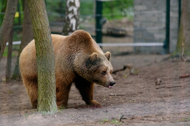 Niedźwiedź Baloo w swoim azylu w zoo w Poznaniu /	Jakub Kaczmarczyk   /PAP