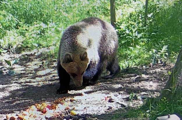 Niedźwiedź brunatny widziany niedaleko Tarnowa /Tarnowska Policja /Facebook