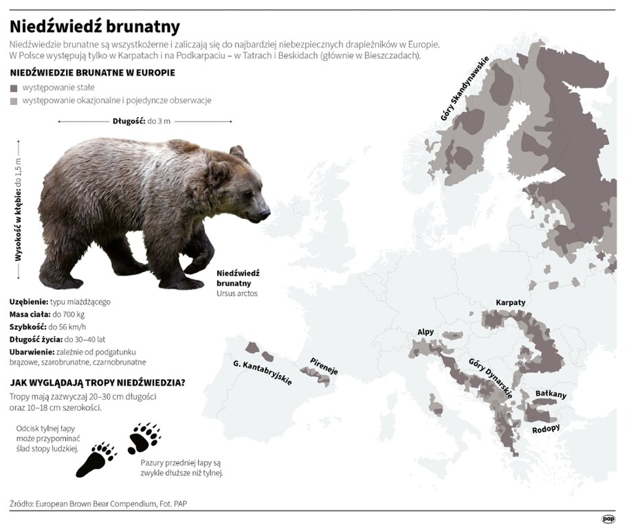 Niedźwiedź brunatny /Maciej Zieliński, Adam Ziemienowicz /PAP