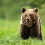 Niedźwiedź chodził po centrum Sanoka. Interweniowała policja