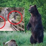 Niedźwiedź gonił turystę w Dolinie Kościeliskiej. Zobacz dramatyczne nagranie