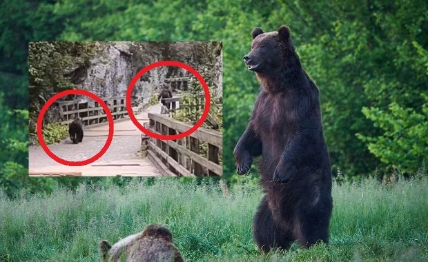 Niedźwiedź gonił turystę w Dolinie Kościeliskiej. Zobacz dramatyczne nagranie