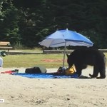Niedźwiedź grasuje po plaży w poszukiwaniu pożywienia