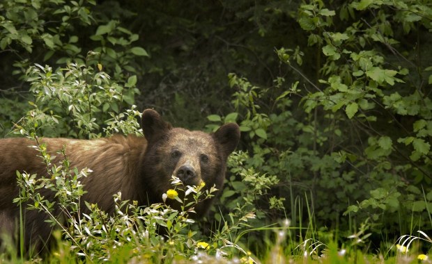 Niedźwiedź grasuje w Jaworniku. ​Ostrzeżenie dla mieszkańców Myślenic