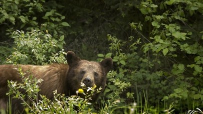 Niedźwiedź grasuje w Jaworniku. ​Ostrzeżenie dla mieszkańców Myślenic