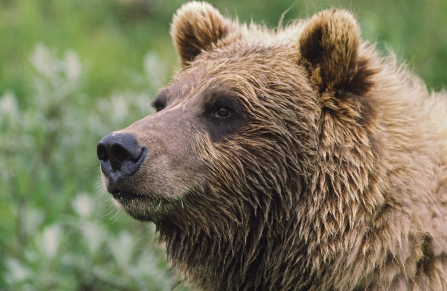 Niedźwiedź grizzly w sercu dzikiej Alaski /Design Pics /East News