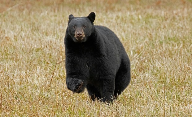 ​Niedźwiedź hasa dwa razy. I paraliżuje całe lotnisko