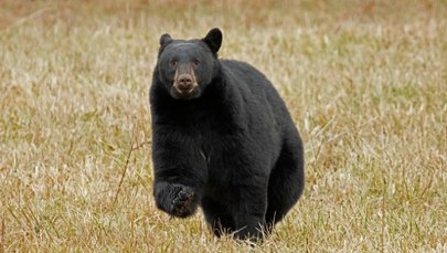 ​Niedźwiedź hasa dwa razy. I paraliżuje całe lotnisko