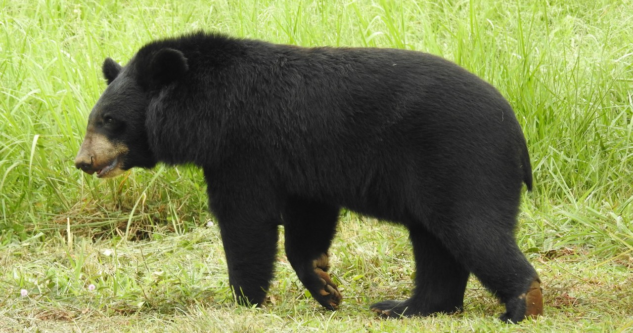 Niedźwiedź himalajski może ważyć nawet 150 kilogramów /materiały prasowe