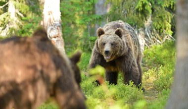 Niedźwiedź kontra wilki. W Tatrach udało się nagrać niesamowite spotkanie