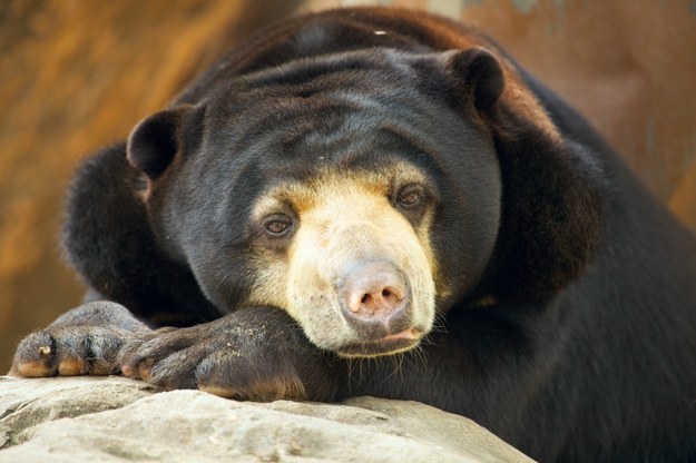 Niedźwiedź malajski na zdjęciu ilustracyjnym /Shutterstock