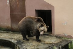 Niedźwiedź Michał przeprowadza się do Niemiec