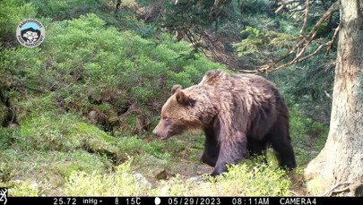 Niedźwiedź na Babiej Górze. Zobacz nagranie z fotopułapki