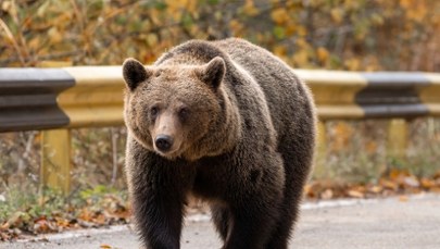 Niedźwiedź na dłużej utknął w kurniku. Zostały tylko pióra i on