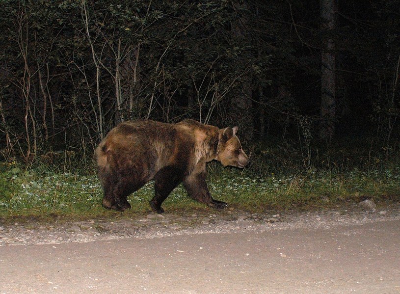 Niedźwiedź na drodze do Morskiego Oka /M. Józefowicz /Reporter