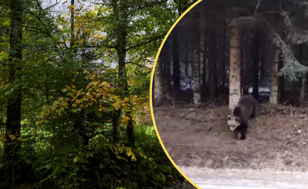 Niedźwiedź na drodze robi furorę w sieci. "Mądrzejszy niż większość pieszych"