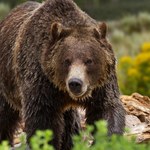 Niedźwiedź na Gubałówce! Ostrzeżenia dla turystów i mieszkańców