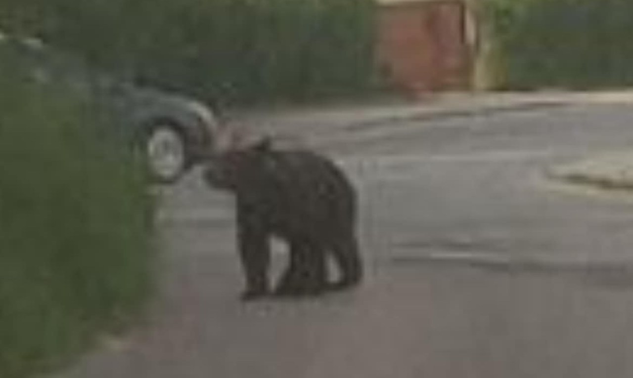 Niedźwiedź na ulicach Nowego Sącza. Władze apelują o ostrożność