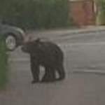 Niedźwiedź na ulicach Nowego Sącza. Władze apelują o ostrożność