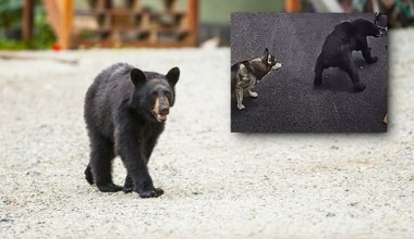 Niedźwiedź nagle podbiegł pod dom. W obronie dzieci stanął pies husky