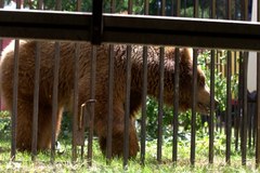 Niedźwiedź odebrany z cyrku w Pawłowicach. Trafi do zoo