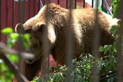 Niedźwiedź odebrany z cyrku w Pawłowicach. Trafi do zoo