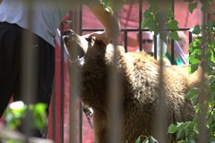 Niedźwiedź odebrany z cyrku w Pawłowicach. Trafi do zoo