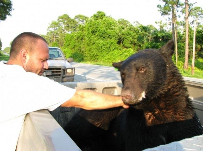 Niedźwiedź po zbadaniu został odwieziony do rezerwatu przyrody /INTERIA.PL/materiały prasowe