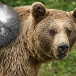Niedźwiedź pod Białymstokiem. Leśnicy nie mogli uwierzyć 
