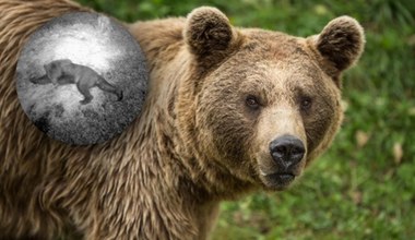 Niedźwiedź pod Białymstokiem. Leśnicy nie mogli uwierzyć 