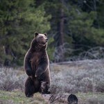 Niedźwiedź podchodził wciąż pod zabudowania, więc go zastrzelili
