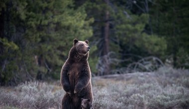 Niedźwiedź podchodził wciąż pod zabudowania, więc go zastrzelili
