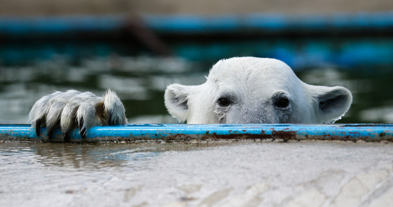 Niedźwiedź polarny z moskiewskiego zoo /AFP