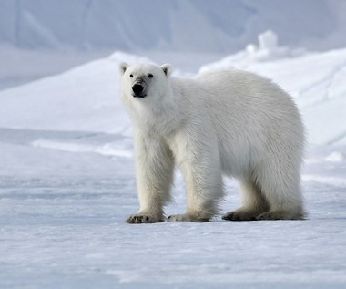 Niedźwiedź polarny zaatakował ojca dwóch córek. 31-latek nie przeżył starcia