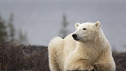 ​Niedźwiedź polarny zaatakował turystkę. Zwierzę zostało zastrzelone