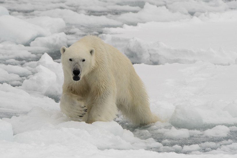 Niedźwiedź polarny zabił dwie osoby, zdj. ilustracyjne / VW Pics / Contributor /Getty Images
