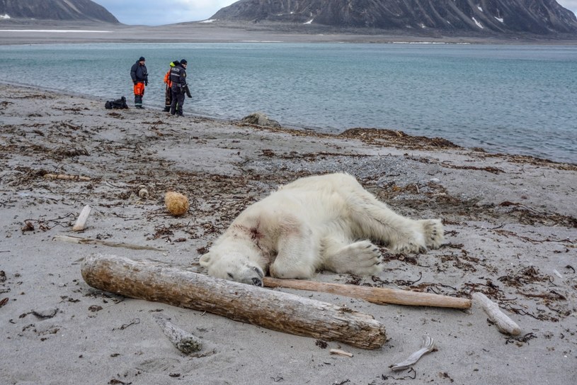 Niedźwiedź polarny został zastrzelony /Gustav Busch ARNTSEN / NTB Scanpix /AFP